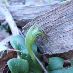 Pterostylis nutans at Belconnen, ACT - suppressed