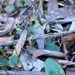 Pterostylis nutans at Belconnen, ACT - suppressed