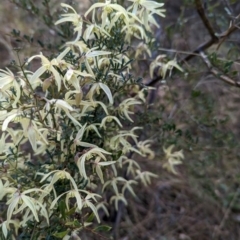 Clematis leptophylla (Small-leaf Clematis, Old Man's Beard) at Belconnen, ACT - 10 Aug 2023 by CattleDog