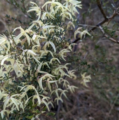 Clematis leptophylla (Small-leaf Clematis, Old Man's Beard) at The Pinnacle - 10 Aug 2023 by CattleDog