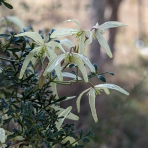 Clematis leptophylla at Belconnen, ACT - 10 Aug 2023