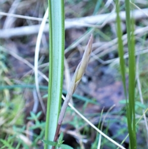 Lyperanthus suaveolens at Belconnen, ACT - suppressed