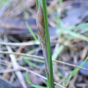 Lyperanthus suaveolens at Belconnen, ACT - 23 Jul 2023