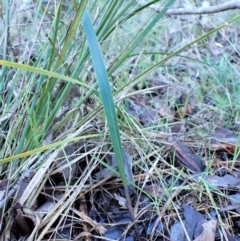 Lyperanthus suaveolens at Belconnen, ACT - suppressed