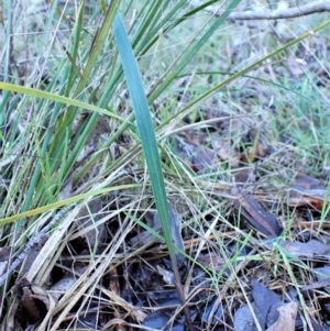 Lyperanthus suaveolens at Belconnen, ACT - 23 Jul 2023