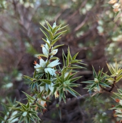 Melichrus urceolatus (Urn Heath) at The Pinnacle - 10 Aug 2023 by CattleDog