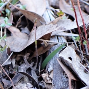 Cyanicula caerulea at Belconnen, ACT - suppressed