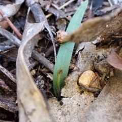 Cyanicula caerulea at Belconnen, ACT - suppressed