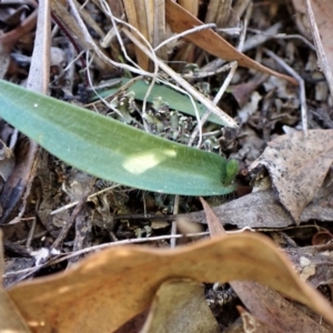 Glossodia major at Belconnen, ACT - 6 Aug 2023