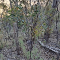 Acacia penninervis (Mountain Hickory) at Tuggeranong, ACT - 10 Aug 2023 by LPadg