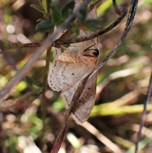 Scopula optivata at Belconnen, ACT - 8 Aug 2023