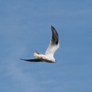 Elanus axillaris at Curtin, ACT - 15 Jun 2023