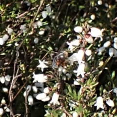 Unidentified True fly (Diptera) at Belconnen, ACT - 8 Aug 2023 by CathB