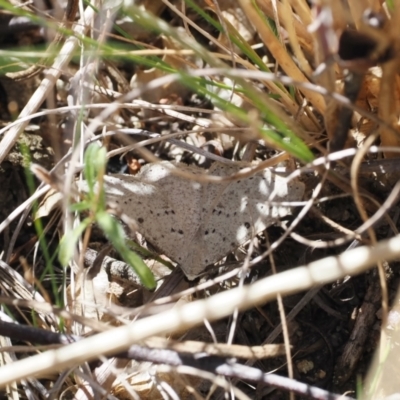 Taxeotis intextata (Looper Moth, Grey Taxeotis) at Namadgi National Park - 8 Aug 2023 by RAllen