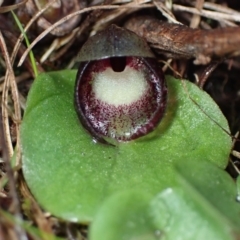 Corysanthes incurva (Slaty Helmet Orchid) at Wanniassa Hill - 10 Aug 2023 by AnneG1