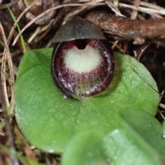 Corysanthes incurva (Slaty Helmet Orchid) at Fadden, ACT by AnneG1