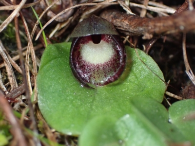 Corysanthes incurva (Slaty Helmet Orchid) by AnneG1