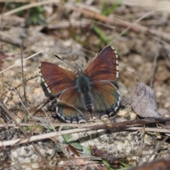 Paralucia crosbyi (Violet Copper Butterfly) by RAllen