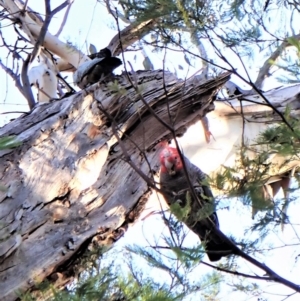 Callocephalon fimbriatum (identifiable birds) at Belconnen, ACT - 2 Aug 2023