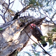 Callocephalon fimbriatum (identifiable birds) at Belconnen, ACT - 2 Aug 2023