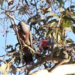 Callocephalon fimbriatum (identifiable birds) at Belconnen, ACT - 2 Aug 2023