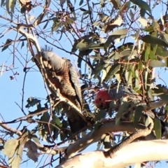 Callocephalon fimbriatum (identifiable birds) at Belconnen, ACT - 2 Aug 2023