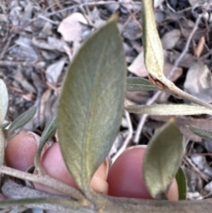 Grevillea sp. at Aranda, ACT - 10 Aug 2023 04:30 PM