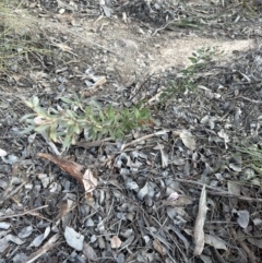 Grevillea sp. at Aranda, ACT - 10 Aug 2023