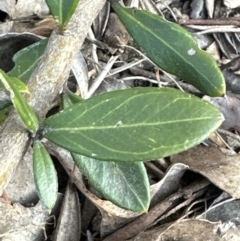 Grevillea sp. at Aranda, ACT - 10 Aug 2023 04:30 PM