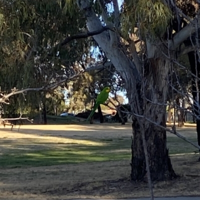 Polytelis swainsonii (Superb Parrot) at Wanniassa, ACT - 10 Aug 2023 by jks