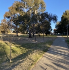 Polytelis swainsonii at Wanniassa, ACT - suppressed