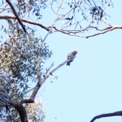 Callocephalon fimbriatum (Gang-gang Cockatoo) at Aranda Bushland - 6 Aug 2023 by CathB