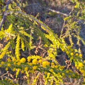 Acacia paradoxa at Isaacs, ACT - 10 Aug 2023 04:35 PM