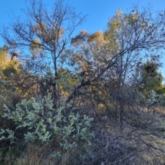 Acacia podalyriifolia (Queensland Silver Wattle) at Isaacs, ACT - 10 Aug 2023 by Mike