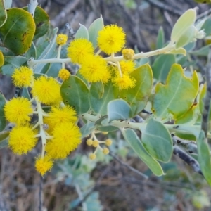 Acacia podalyriifolia at Isaacs, ACT - 10 Aug 2023 04:30 PM