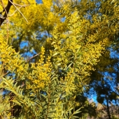 Acacia lunata at Isaacs, ACT - 10 Aug 2023 by Mike