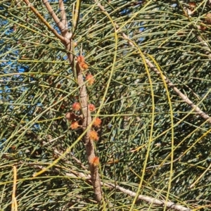 Allocasuarina verticillata at Jerrabomberra, ACT - 10 Aug 2023 04:13 PM
