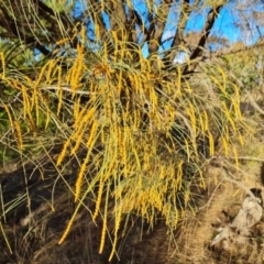 Allocasuarina verticillata at Jerrabomberra, ACT - 10 Aug 2023 04:13 PM