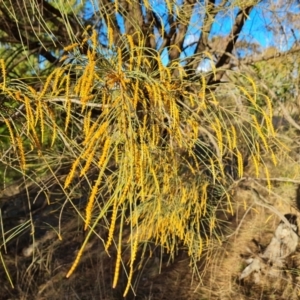 Allocasuarina verticillata at Jerrabomberra, ACT - 10 Aug 2023 04:13 PM