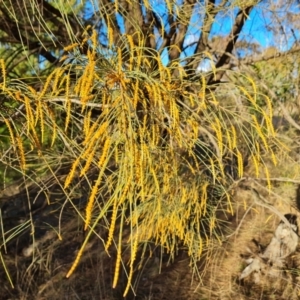 Allocasuarina verticillata at Jerrabomberra, ACT - 10 Aug 2023