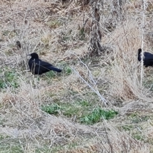 Corcorax melanorhamphos at Isaacs, ACT - 10 Aug 2023 04:02 PM