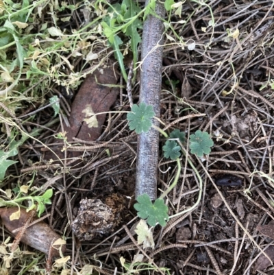 Geranium molle (Dove's-foot Cranesbill) at Higgins, ACT - 10 Aug 2023 by MattM