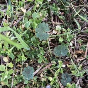 Geranium molle at Higgins, ACT - 10 Aug 2023