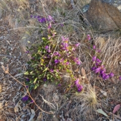 Hardenbergia violacea (False Sarsaparilla) at Jerrabomberra, ACT - 10 Aug 2023 by Mike