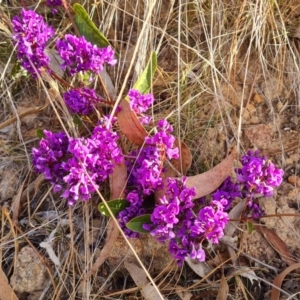 Hardenbergia violacea at Jerrabomberra, ACT - 10 Aug 2023