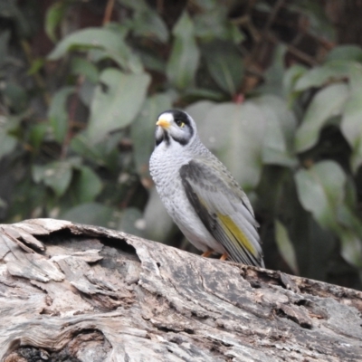 Manorina melanocephala (Noisy Miner) at Lysterfield, VIC - 25 Jul 2023 by GlossyGal