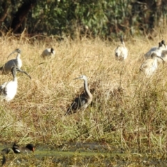 Threskiornis molucca (Australian White Ibis) at Splitters Creek, NSW - 27 Jul 2023 by GlossyGal