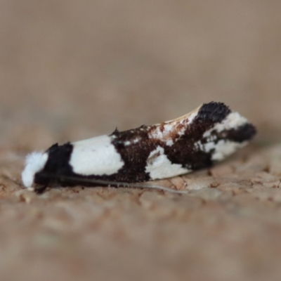 Monopis icterogastra (Wool Moth) at Moruya, NSW - 10 Aug 2023 by LisaH