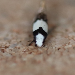 Monopis icterogastra at Moruya, NSW - suppressed