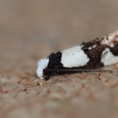 Monopis icterogastra at Moruya, NSW - suppressed